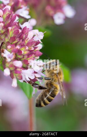 L'ape del miele, l'ape dell'alveare (Apis mellifera mellifera), fiori di visita di marjoram selvatico, Origanum vulgare, Germania Foto Stock