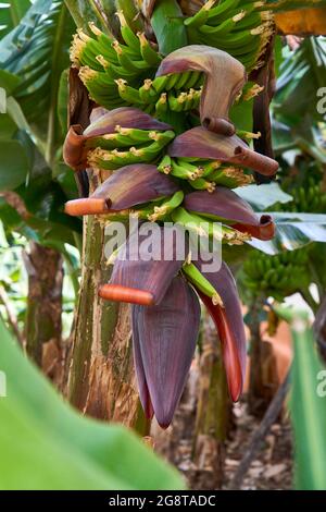 Banana comune (Musa paradisiaca var. Sapientum), banana grande con banane giovani, Isole Canarie, la Palma Foto Stock