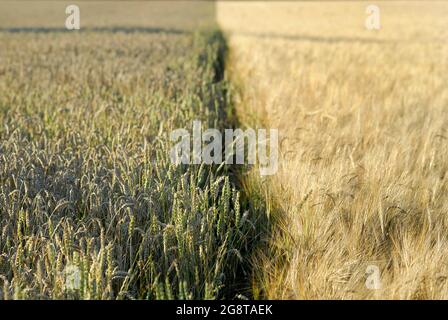 Segale e campo di grano, Germania, Baden-Wuerttemberg Foto Stock