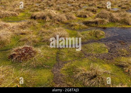 Sphagnum muss (Sphagnum spec.), in rewettet high moore, Germania, Baviera, Schliersee Foto Stock