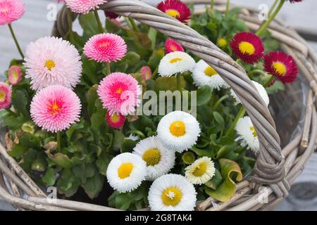 Daisy comune, daisy prato, margherita inglese (Bellis perennis), cultivar colorate in un cestino Foto Stock