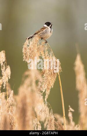 Il manto di canna di Stresemann (Emberiza schoeniclus stresemanni), che canta maschio su canna, Germania, Baviera Foto Stock