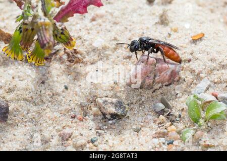 Ape di cucù, ape di Sweat, ape di Halictid (Sphecodes albilabris, Sphecodes fuscipennis), femmina su terreno sabbioso, Germania Foto Stock