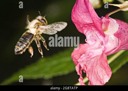 Ape di miele, ape di alveare (Apis mellifera mellifera), che si avvicina ad un fiore di balsamo himalayano (Impatiens glandulifera), Austria Foto Stock