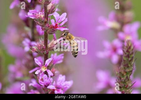 L'ape del miele, l'ape dell'alveare (Apis mellifera mellifera), che raccoglie il nettare su loosestlife viola, Lythrum salicaria , Germania, Baviera Foto Stock