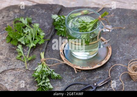 Comune mugwort, comune wormwood (Artemisia vulgaris), tè autofmade di mugwort, Germania Foto Stock