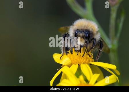 Ape bumble dalla coda bianca (Bombus lucorum), fiore maschile in visita di ragwort comune, Senecio jacobaea, Germania Foto Stock
