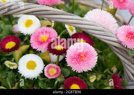 Daisy comune, daisy prato, margherita inglese (Bellis perennis), cultivar colorate in un cestino Foto Stock