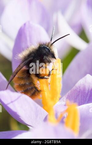 European Orchard Bee, hornfaced ape (Osmia cornuta), maschio che visita un fiore di croco, pollinazione, Germania