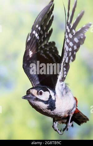 Grande picchio macchiato (Picoides Major, Dendrocopos Major), in volo, Germania Foto Stock