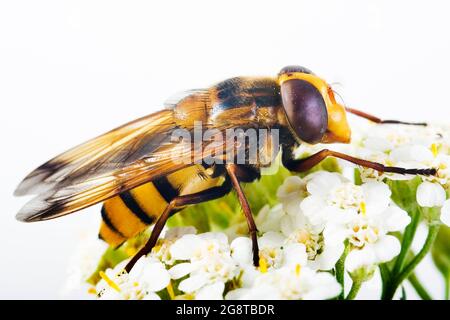Hoverfly (Volucella inanis), su yarrow, Austria Foto Stock