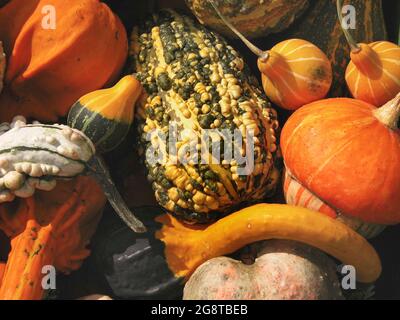 Zucca ornamentale (Cucurbita pepo convar. microcarpina), diverse varietà di zucche ornamentali Foto Stock