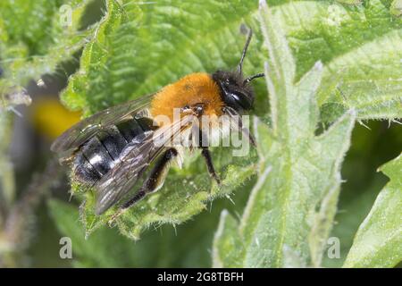 Gray-patched Mining-Bee (Andrena nitida, Andrena pubescens), femmina su una foglia, Germania Foto Stock