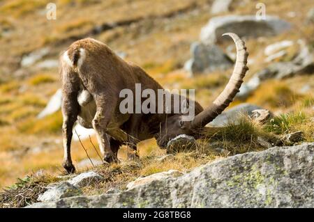 Stambecco alpino (Capra ibex, Capra ibex ibex), marchio maschile il suo territorio, Svizzera Foto Stock