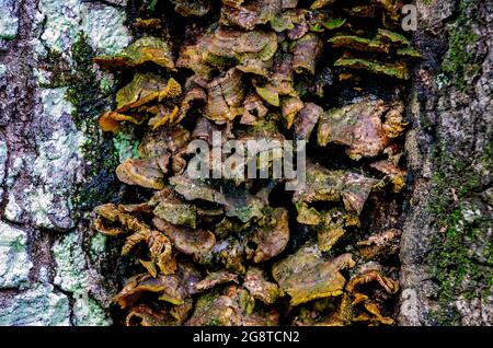 I funghi di coda di tacchino (Trametes versicolor) crescono sul tronco di un albero in Charles Wood Japanese Garden, 20 luglio 2021, in Mobile, Alabama. Foto Stock