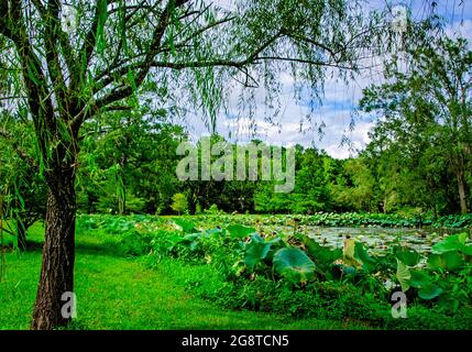 Fiori di loto (Nelumbo nucifera) fioriscono nello stagno di loto al giardino giapponese di Charles Wood, 20 luglio 2021, in Mobile, Alabama. Foto Stock