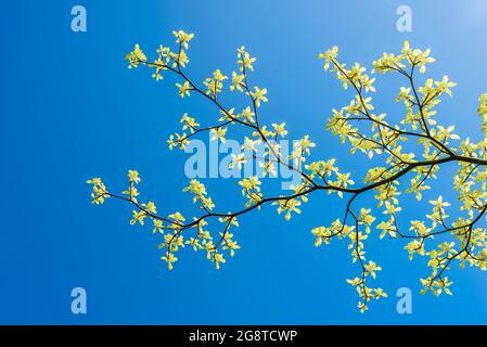 Cornus controversa variegata. Torta di Nozze tree, freccette Hill Garden Park, Surrey, British Columbia, Canada Foto Stock