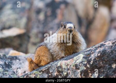 Una marmotta buia seduta su un grande masso colorato mentre si guarda i suoi dintorni. Il roditore si trova nelle Montagne Rocciose canadesi di Alberta Canada Foto Stock