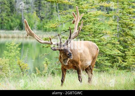 Un grande alce toro nelle Montagne Rocciose canadesi. Animale ha velluto che copre un grande rack di antlers durante l'estate Foto Stock