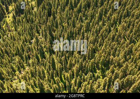 Fiume e alberi con giorno senza nuvole. Sparato a xinjiang, Cina. Foto Stock