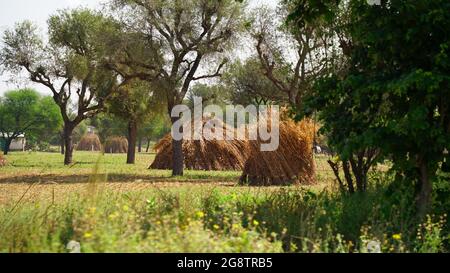 Foraggio di miglio asciutto per animali da compagnia. Mucchio di miglio di perla non trattato in un cestino in campo indiano mentre raccolto Foto Stock