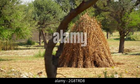 Foraggio di miglio asciutto per animali da compagnia. Mucchio di miglio di perla non trattato in un cestino in campo indiano mentre raccolto Foto Stock