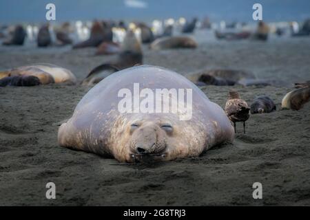 Foto di una foca dell'elefante meridionale che riposa dopo una lunga giornata di difesa del suo haremwith fuoco selettivo sul sigillo Foto Stock