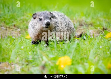 Photo of Muskrat è un roditore semiacquatico di medie dimensioni originario del Nord America con un'attenzione selettiva sull'animale Foto Stock