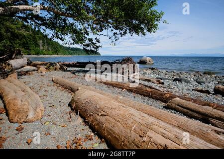 Collezione di tronchi intemperie che giacciono paralleli tra loro, alberi in discesa, ciottoli e sabbia sulla spiaggia di Seal Bay Nature Reserve sull'isola di Vancouver, BC. Foto Stock