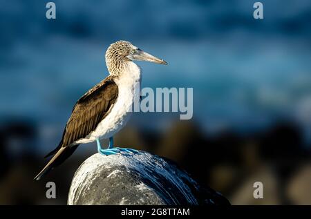 Foto di boobies Blue-footed sono una delle tre specie di booby. Con fuoco selettivo sull'uccello Foto Stock