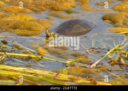 Painted Turtle (Chrysemys pitta), Prairie Marsh Wildlife Drive Auto Tour, Benton Lake National Wildlife Refuge, Montana Foto Stock