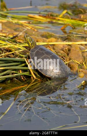 Painted Turtle (Chrysemys pitta), Prairie Marsh Wildlife Drive Auto Tour, Benton Lake National Wildlife Refuge, Montana Foto Stock