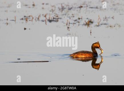 Grebe arato (Podiceps nigricollis) con pesce, Prairie Marsh Wildlife Drive Auto Tour, Benton Lake National Wildlife Refuge, Montana Foto Stock