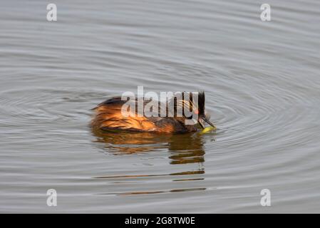 Grebe arato (Podiceps nigricollis), Prairie Marsh Wildlife Drive Auto Tour, Benton Lake National Wildlife Refuge, Montana Foto Stock