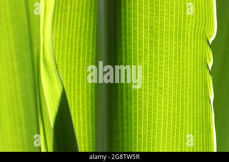 Un'immagine macro ravvicinata del modello cellulare e della struttura in una foglia di pianta giallo verde brillante. Colori retroilluminati