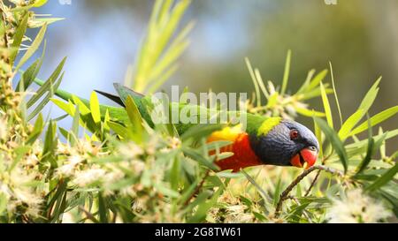 Un primo piano del colorato pappagallo australiano nativo il Rainbow Lorikeet set tra foglie di pennello bottiglia e fiori Foto Stock