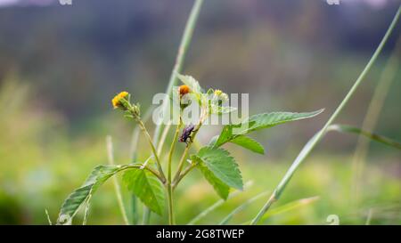 Erba infestata con mosche da vicino Foto Stock