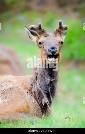 Foto di Elk in Alaska molting e sensazione di granchio con fuoco selettivo sull'animale Foto Stock