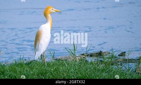 Uccello gret di bestiame in piedi in erba vicino al lago d'acqua con testa pelosa marrone chiaro Foto Stock