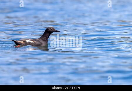 Pigeon guillemot (Cepphus columba) in acqua Foto Stock