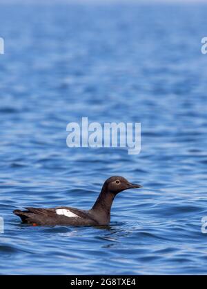 Pigeon guillemot (Cepphus columba) in acqua Foto Stock