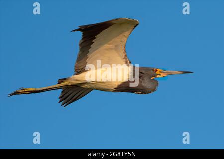 Heron tricolore in volo contro il cielo blu Foto Stock