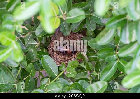 Bulbul dalle orecchie striate che alimenta il suo bambino Foto Stock