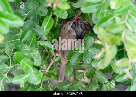 Bulbul dalle orecchie striate che alimenta il suo bambino Foto Stock