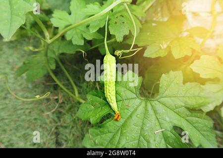 Zucca amara cinese (Balsum Pear) che è appena uscito dall'albero a livello del suolo e alla luce del mattino. Foto Stock