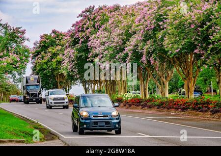 Gli alberi di mirto di colza rosa (Lagerstroemia) fioriscono su University Boulevard di fronte all'Università dell'Alabama del Sud, 18 luglio 2021, a Mobile, Alabama. Foto Stock