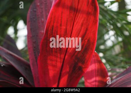 Cordilina verde frutticosa comunemente chiamata ti pianta, giglio di palma, palma di cavolo, pianta di buona fortuna, Convallaria frutticosa L., Asparagi terminalis L., Cordy Foto Stock