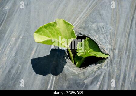 Pianta giovane germogliando attraverso il foro di plastica protettiva. Germoglio di Babbo Natale melone o Piel de Sapo coltivazione di melone Foto Stock