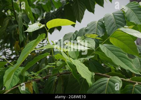 Cananga odorata foglie con fondo naturale. Indonesiano lo chiama kenanga Foto Stock