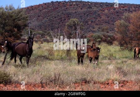 BRUMBIES (CAVALLI SELVATICI) NEL TERRITORIO DEL NORD, AUSTRALIA. Foto Stock